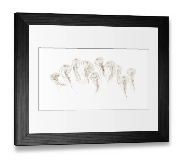 Framed Print : Purple-striped jellyfish, Chrysaora colorata Framed Print : Purple-striped jellyfish, Chrysaora colorata