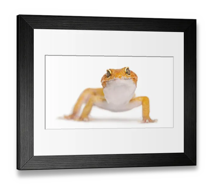 Framed Print : Leopard gecko facing the camera, isolated on white Framed Print : Leopard gecko facing the camera, isolated on white