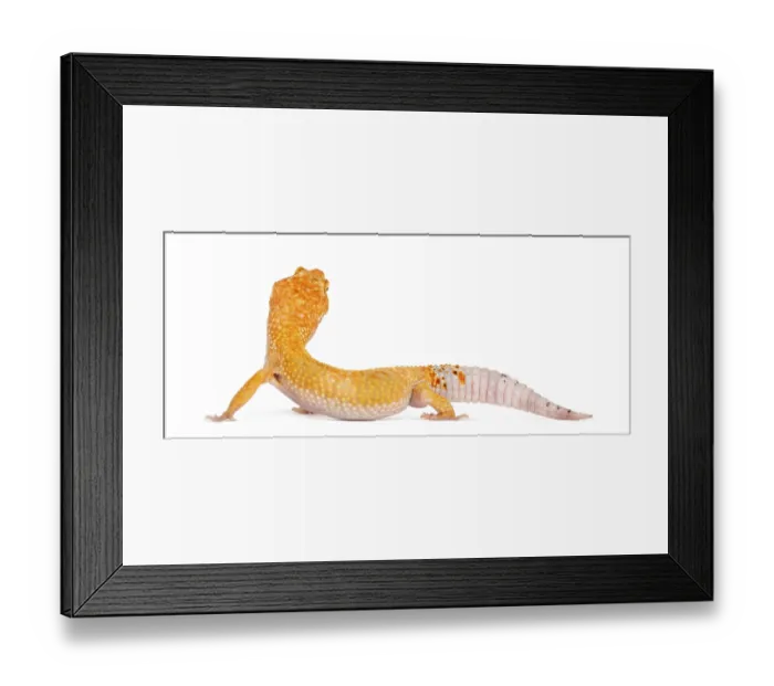 Framed Print : Leopard gecko standing, isolated on white Framed Print : Leopard gecko standing, isolated on white