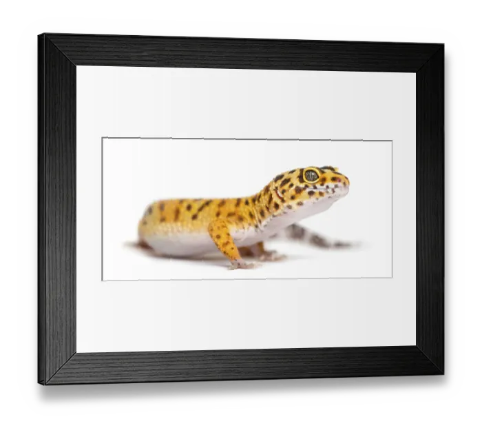 Framed Print : Leopard gecko standing, isolated on white