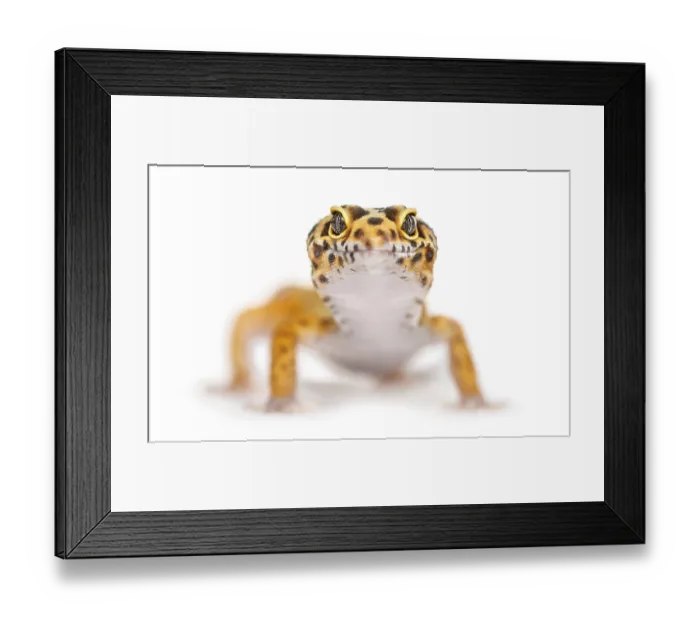 Framed Print : Close-up of a leopard gecko, isolated on white