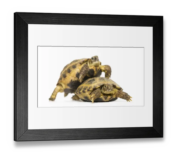 Framed Print : Turtles on the way to copulate, isolated on white Framed Print : Turtles on the way to copulate, isolated on white