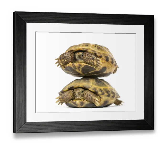 Framed Print : Two turtles one above the other, isolated on white