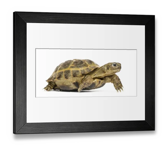 Framed Print : Turtle walking, isolated on white