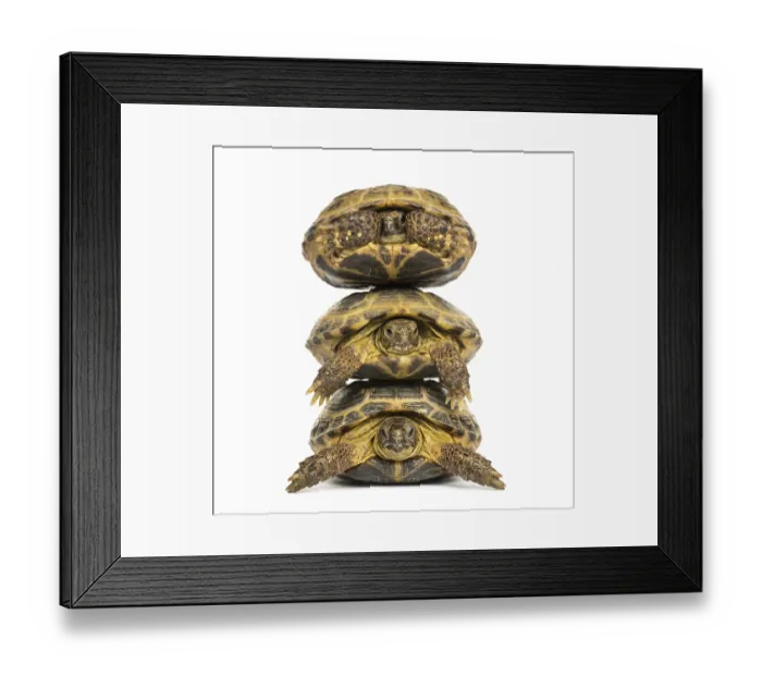 Framed Print : Three turtles one above the other Framed Print : Three turtles one above the other