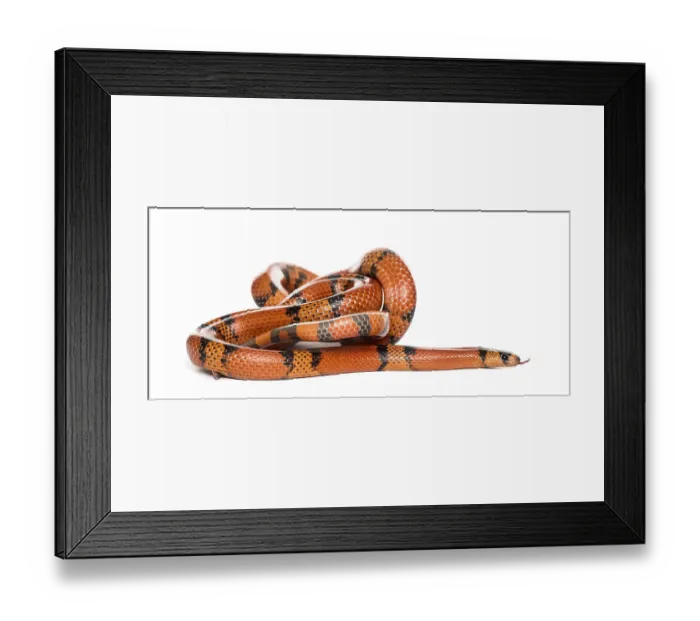 Framed Print : Orange and black snake rolling, isolated on white Framed Print : Orange and black snake rolling, isolated on white
