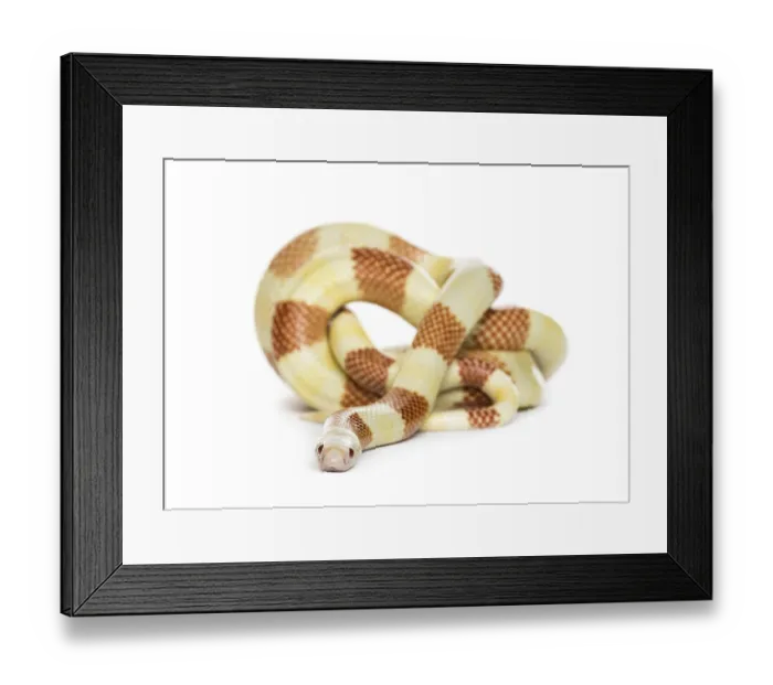 Framed Print : Yellowish snake rolling, isolated on white