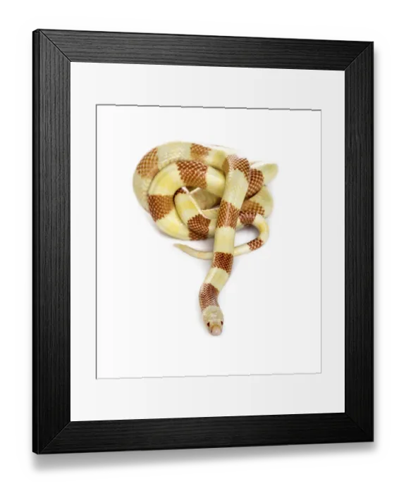 Framed Print : Yellowish snake rolling, isolated on white