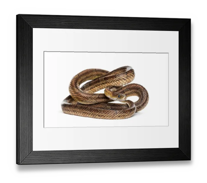 Framed Print : Brown snake rolling, isolated on white