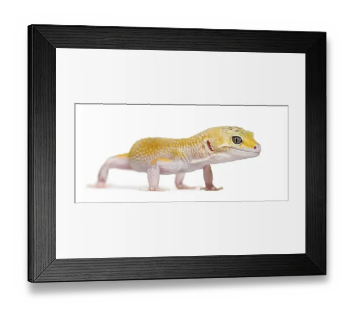 Framed Print : Yellow gecko standing, isolated on white