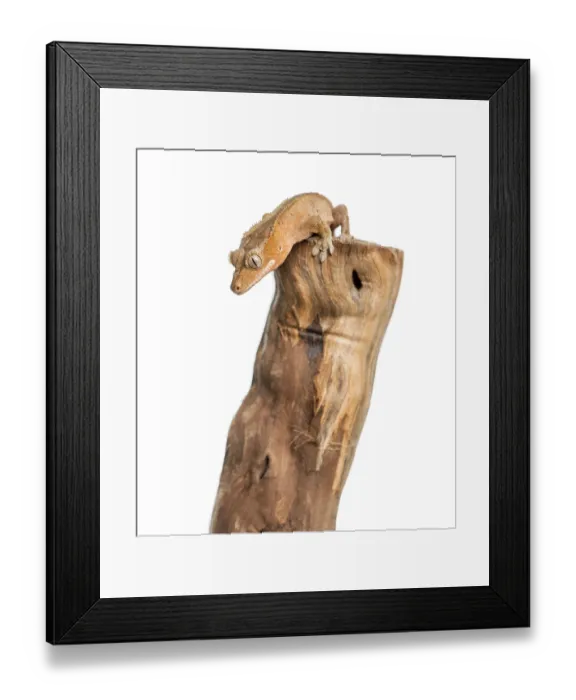 Framed Print : Crested gecko on the top of a branch