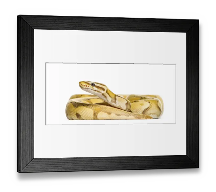 Framed Print : Firefly python, isolated on white