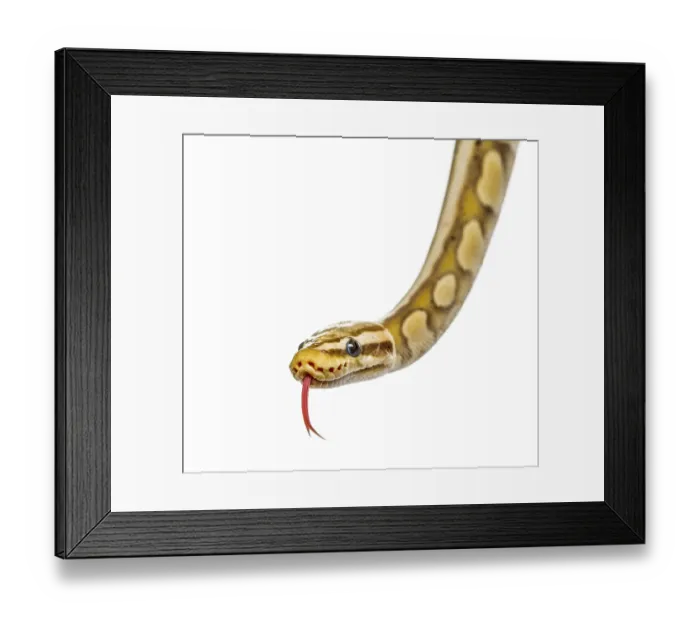 Framed Print : Close-up of a firefly python, isolated on white Framed Print : Close-up of a firefly python, isolated on white