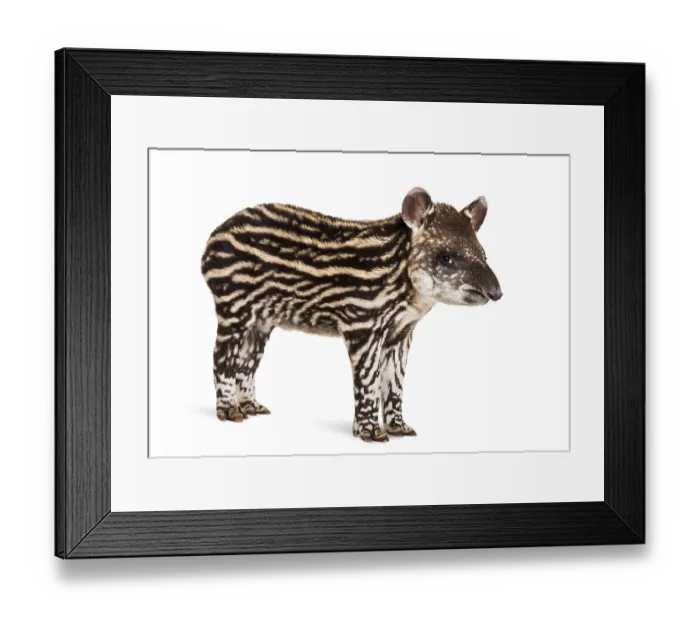 Framed Print : Month old Brazilian tapir standing in front of white background