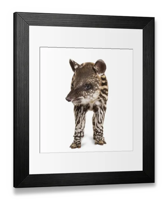 Framed Print : Month old Brazilian tapir standing in front of white background
