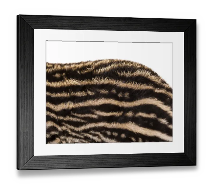 Framed Print : Close up of Month old Brazilian tapir's fur in front of white background Close up of Month old Brazilian tapir's