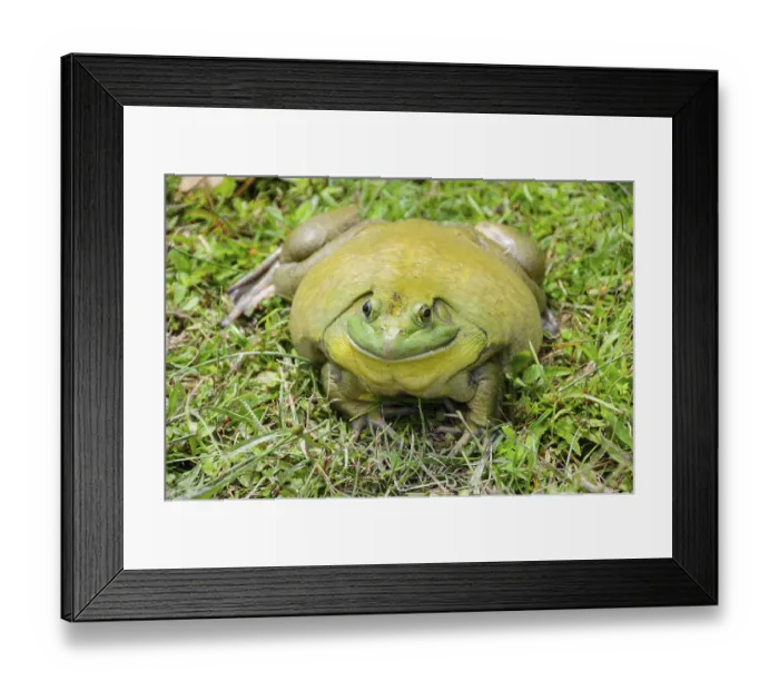Framed Print : Straight view of giant African bullfrog resting on green grass with a wide
