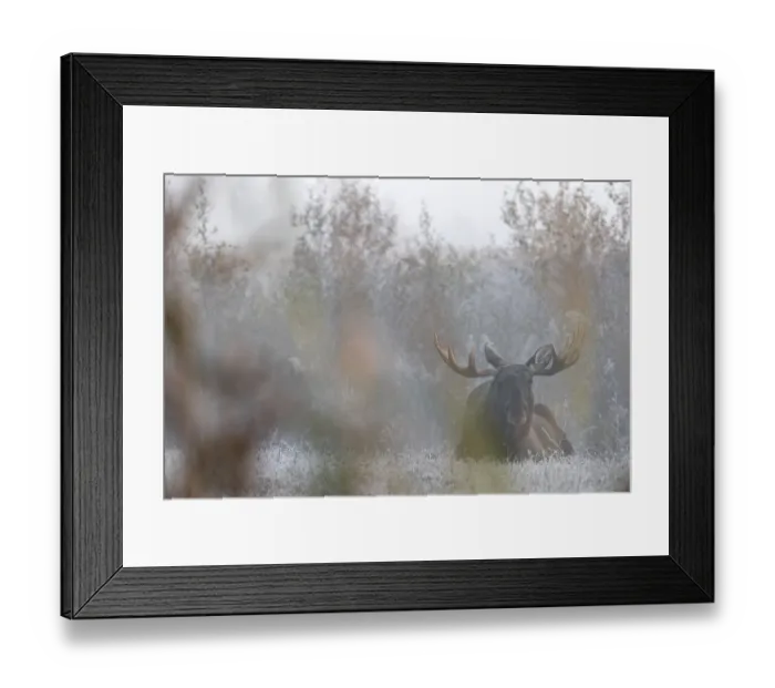 Framed Print : After a cold night with hoarfrost Framed Print : After a cold night with hoarfrost