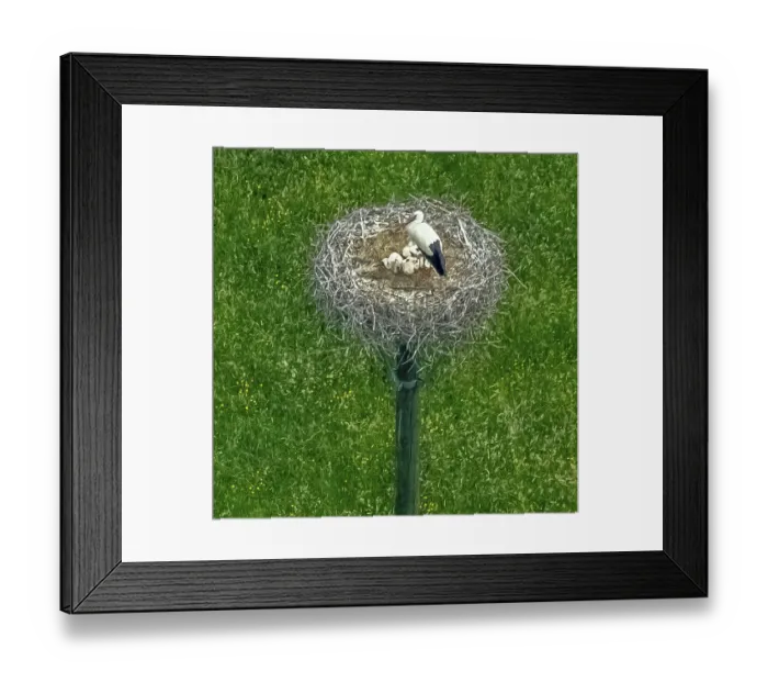 Framed Print : Stork on its stork nest, stork nest Framed Print : Stork on its stork nest, stork nest