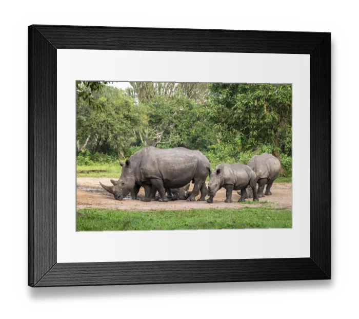 Framed Print : Southern white rhino (Ceratotherium simum simum)