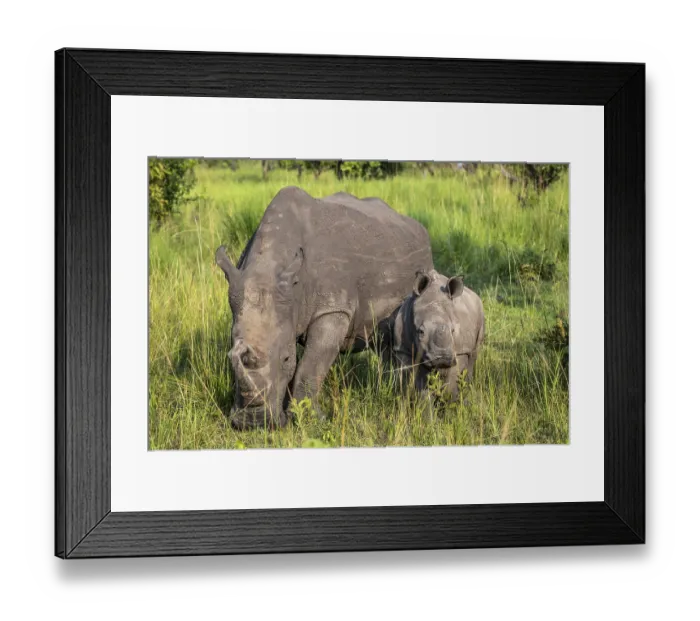 Framed Print : Southern white rhino (Ceratotherium simum simum) with juvenile
