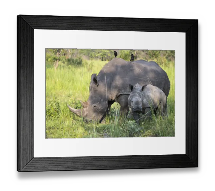 Framed Print : Southern white rhino (Ceratotherium simum simum) with juvenile