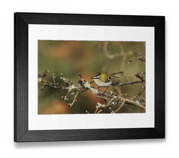 Framed Print : Summer golden chicken, Regulus ignicapilla Framed Print : Summer golden chicken, Regulus ignicapilla