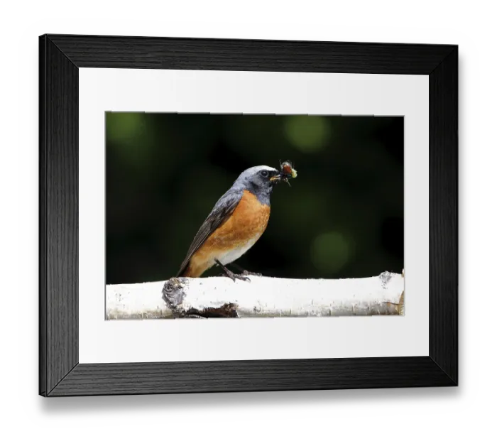 Framed Print : Common redtail, Phoenicurus phoenicurus Framed Print : Common redtail, Phoenicurus phoenicurus