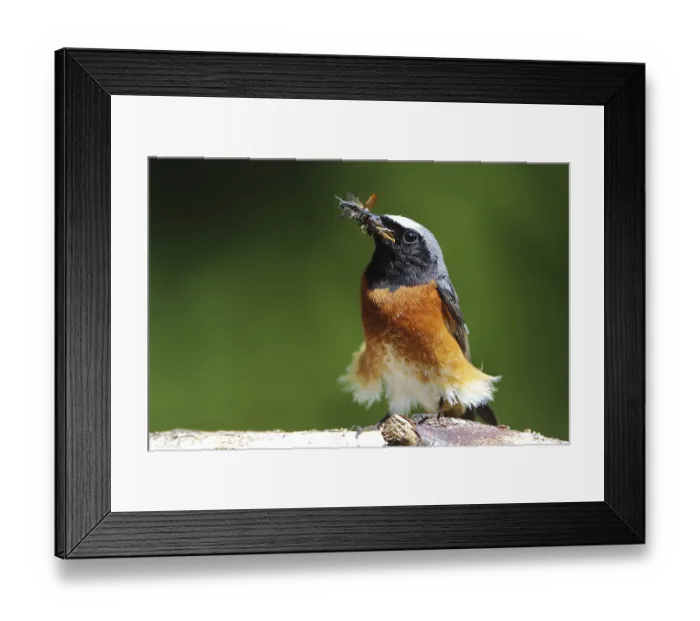 Framed Print : Common redtail, Phoenicurus phoenicurus Framed Print : Common redtail, Phoenicurus phoenicurus