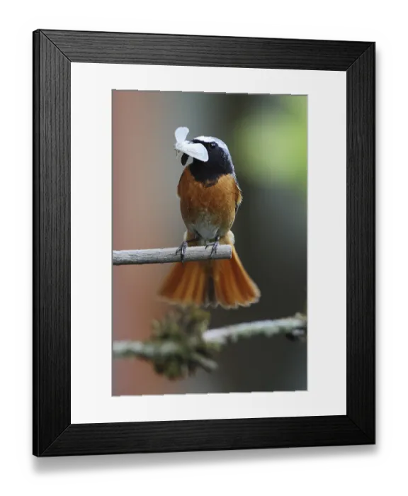 Framed Print : Common redtail, Phoenicurus phoenicurus