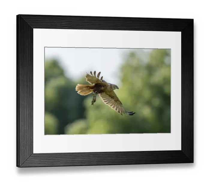 Framed Print : Harrier (Circus aeruginosus), bird Framed Print : Harrier (Circus aeruginosus), bird