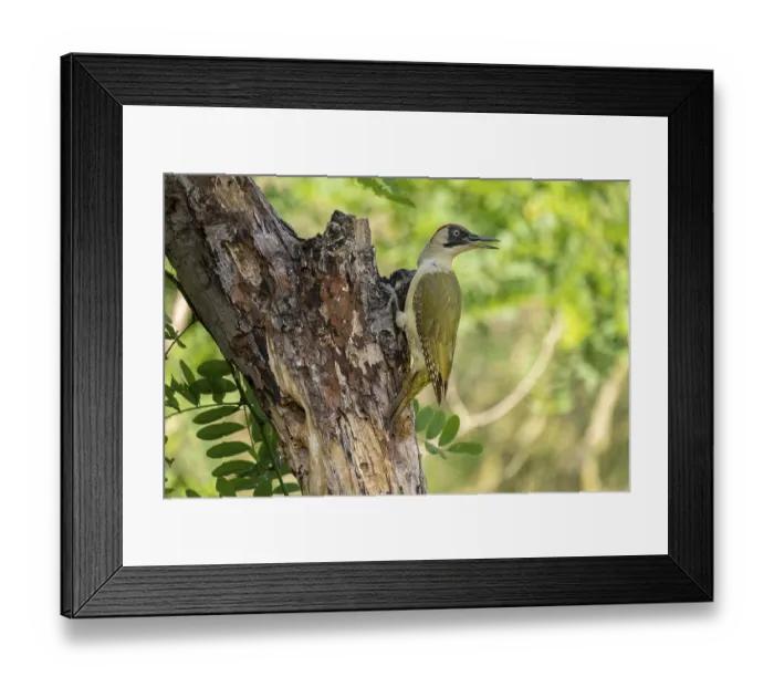 Framed Print : Greeting woodpecker (Picus viridis)