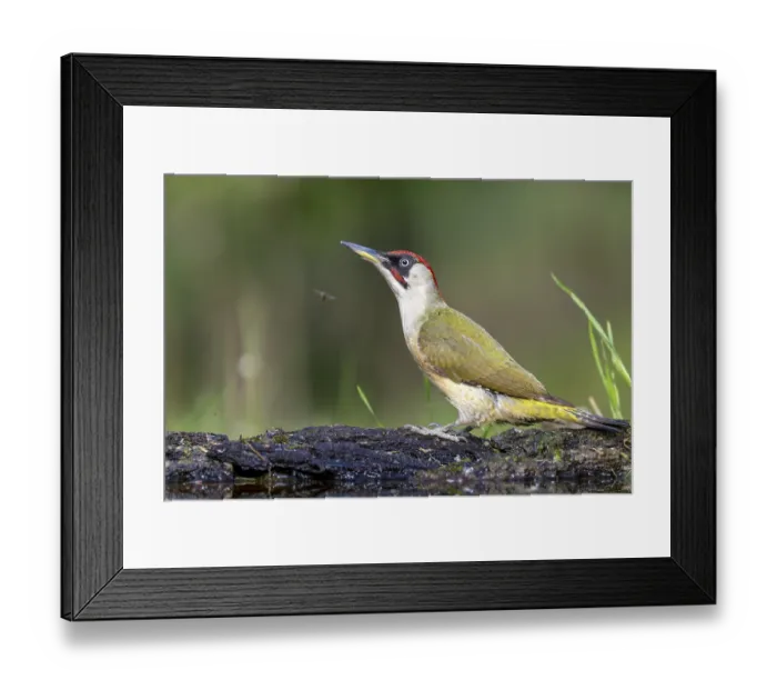 Framed Print : Greeting woodpecker (Picus viridis)