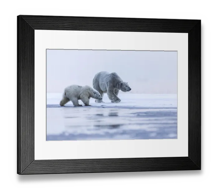 Framed Print : Polar bear, northern arctic predator