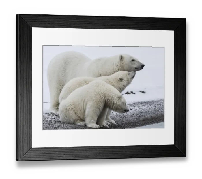 Framed Print : Polar bear, northern arctic predator