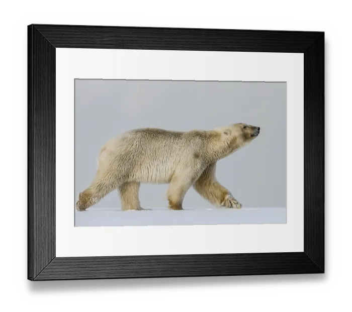 Framed Print : Polar bear, northern arctic predator Framed Print : Polar bear, northern arctic predator