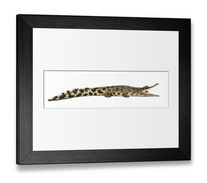 Framed Print : West African slender-snouted crocodile Framed Print : West African slender-snouted crocodile
