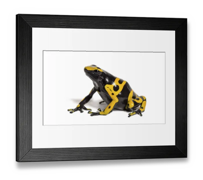 Framed Print : Yellow-banded poison dart frog Framed Print : Yellow-banded poison dart frog