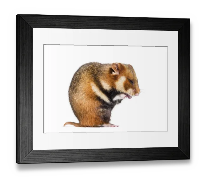 Framed Print : European hamster, Cricetus cricetus Framed Print : European hamster, Cricetus cricetus