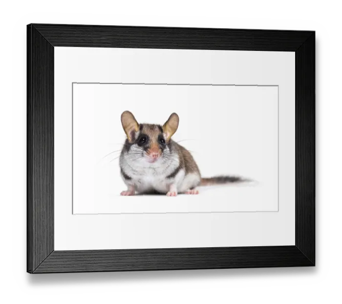 Framed Print : Garden Dormouse, Eliomys quercinus