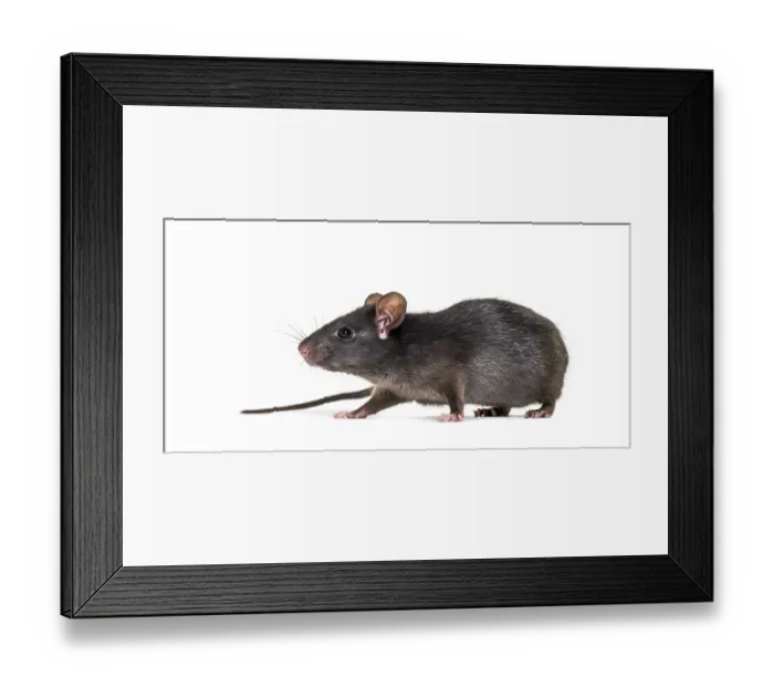 Framed Print : Black rat, Rattus rattus, in front of white background