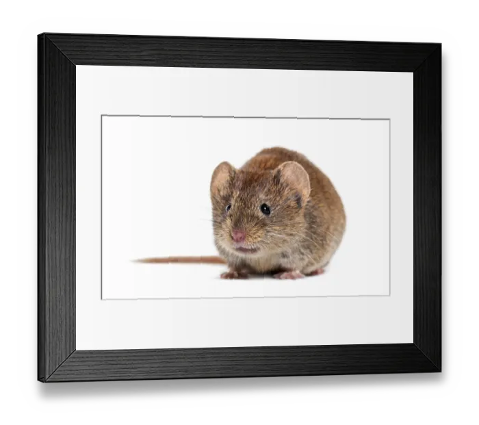 Framed Print : Bank vole, Myodes glareolus, formerly Clethrionomys glareolus