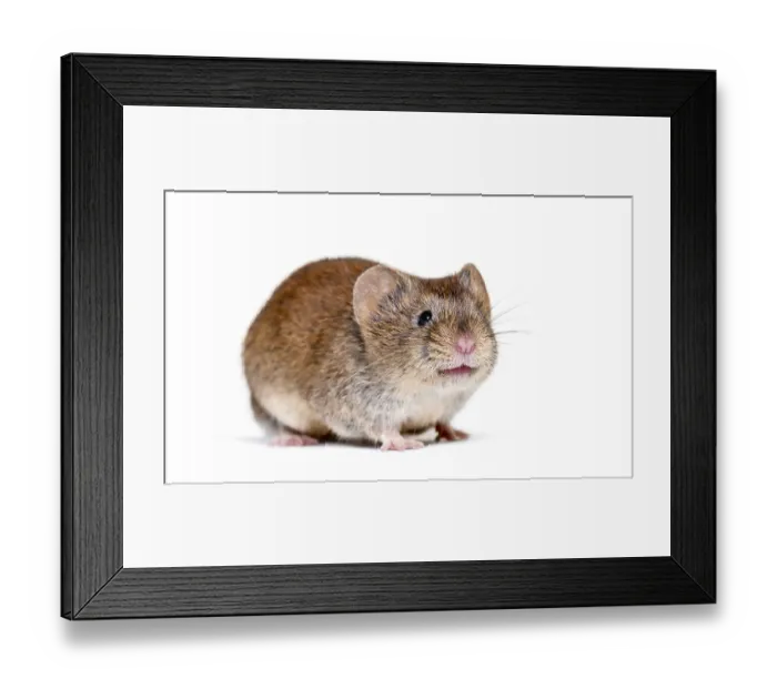 Framed Print : Bank vole, Myodes glareolus, formerly Clethrionomys glareolus Framed Print : Bank vole, Myodes glareolus, formerly Clethrionomys glareolus