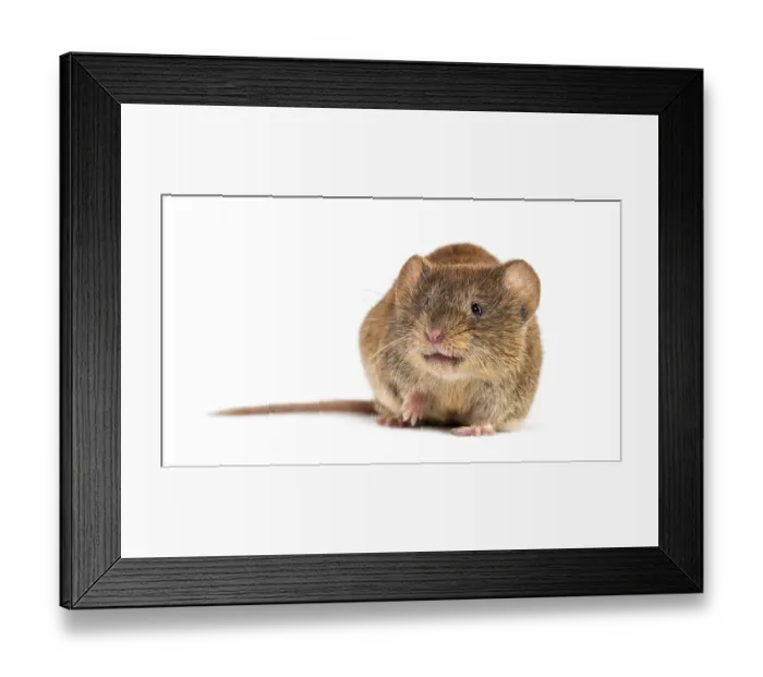 Framed Print : Bank vole, Myodes glareolus, formerly Clethrionomys glareolus