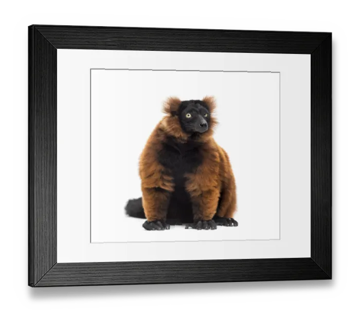 Framed Print : Red ruffed lemur, Varecia rubra