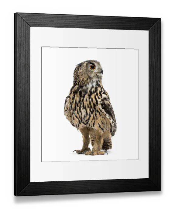 Framed Print : Eurasian eagle-owl, Bubo bubo, is a species of eagle-owl standing against white background Framed Print : Eurasian eagle-owl, Bubo bubo, is a species of eagle-owl standing against white background