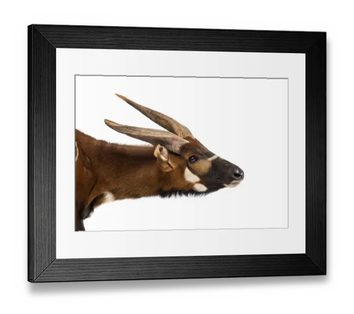 Framed Print : Bongo, antelope, Tragelaphus eurycerus against white background Framed Print : Bongo, antelope, Tragelaphus eurycerus against white background
