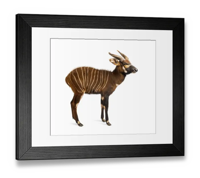 Framed Print : Bongo, antelope, Tragelaphus eurycerus standing against white background Framed Print : Bongo, antelope, Tragelaphus eurycerus standing against white background