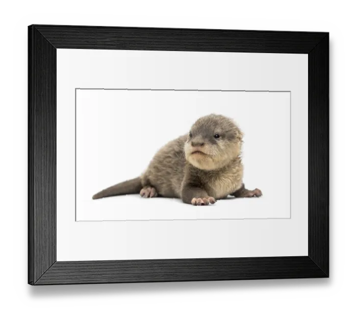 Framed Print : Baby Asian small-clawed otter, Amblonyx cinerea