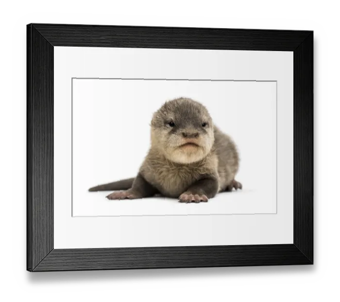 Framed Print : Baby Asian small-clawed otter, Amblonyx cinerea Framed Print : Baby Asian small-clawed otter, Amblonyx cinerea